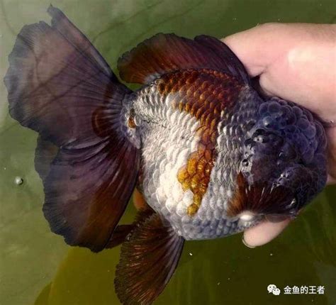 金魚含義|品鑑 